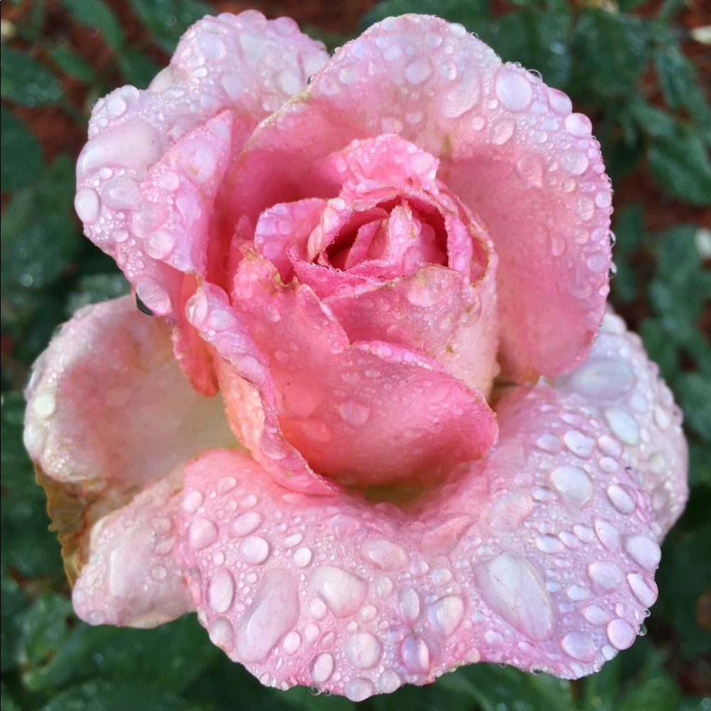 Meet your Posher, Miss